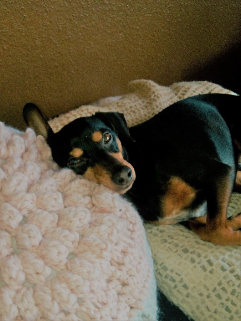 #bobby4 #monhistoiredecrochet